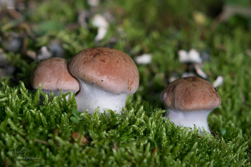 cortinarius-07_1.jpg