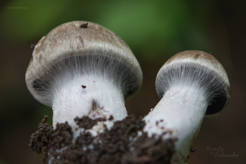 cortinarius-07_2.jpg