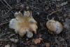 cortinarius-07_t1.jpg
