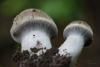 cortinarius-07_t1_2.jpg