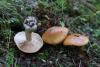 cortinarius-07_t1_4.jpg