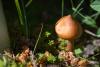 cortinarius-07_t1_5.jpg