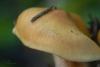 cortinarius-07_t1_6.jpg