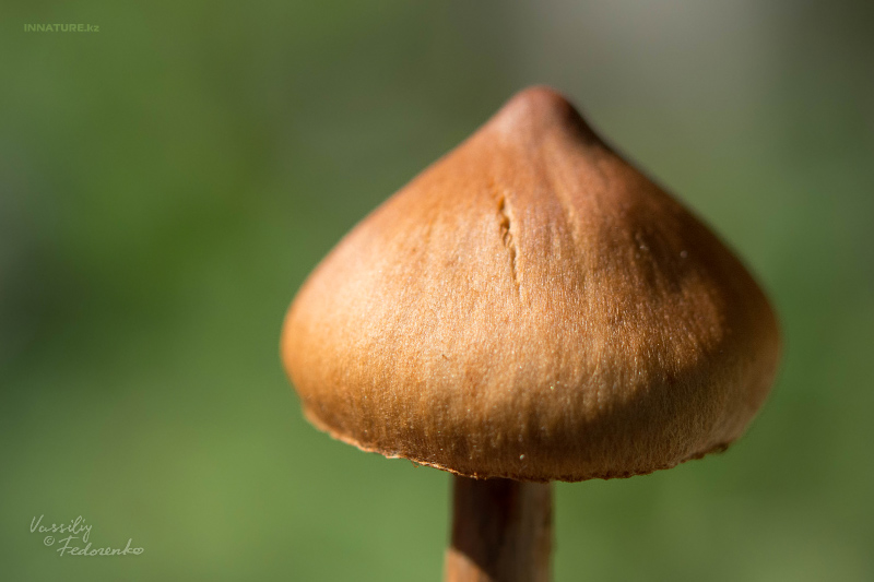 cortinarius-08_5.jpg