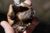 cortinarius-08_t1.jpg