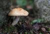 cortinarius-08_t1_2.jpg