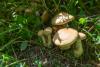 cortinarius-08_t1_3.jpg