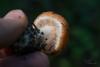 cortinarius-08_t1_4.jpg