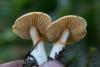 cortinarius-08_t1_6.jpg