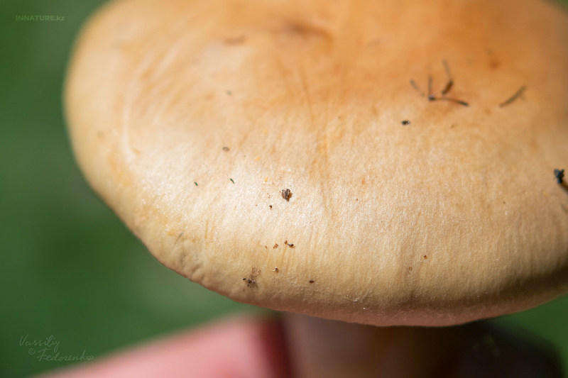 cortinarius-09_3.jpg