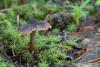 cortinarius-09_t1.jpg