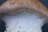 cortinarius-09_t1_1.jpg