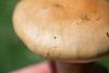 cortinarius-09_t1_3.jpg