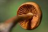 cortinarius-09_t1_5.jpg