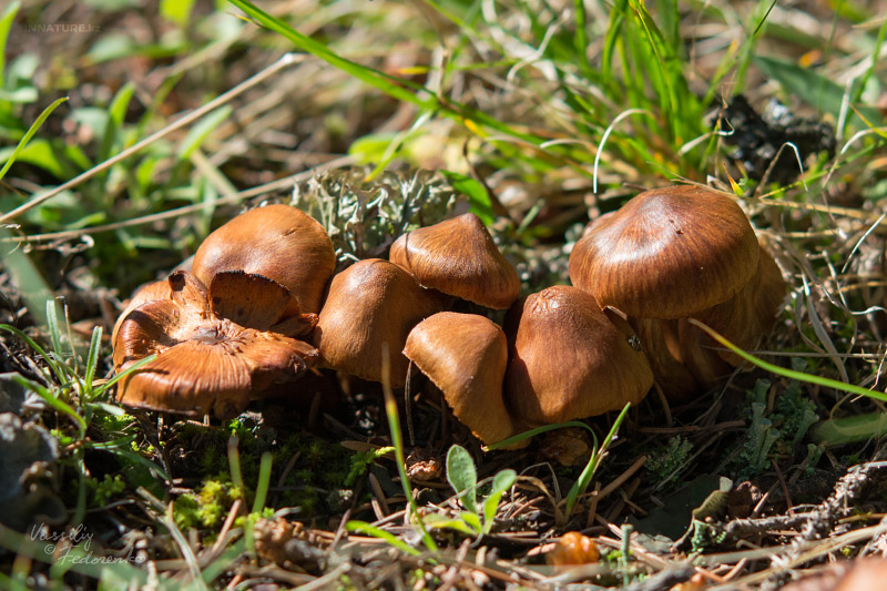 cortinarius-10_5.jpg