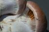 cortinarius-10_t1_1.jpg
