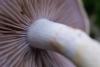 cortinarius-10_t1_2.jpg