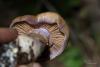 cortinarius-10_t1_4.jpg