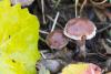 cortinarius-10_t1_7.jpg