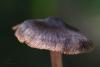 cortinarius-11_t1.jpg