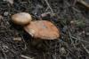 cortinarius-11_t1_1.jpg