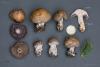 cortinarius-11_t1_2.jpg