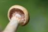 cortinarius-11_t1_3.jpg