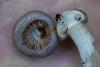 cortinarius-11_t1_6.jpg