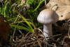 cortinarius-11_t1_7.jpg
