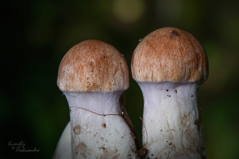 cortinarius-12_3.jpg