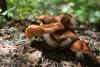 cortinarius-12_t1.jpg