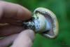cortinarius-12_t1_2.jpg