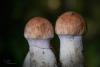 cortinarius-12_t1_3.jpg