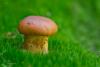 cortinarius-12_t1_4.jpg