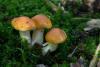 cortinarius-12_t1_5.jpg