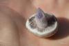 cortinarius-12_t1_6.jpg