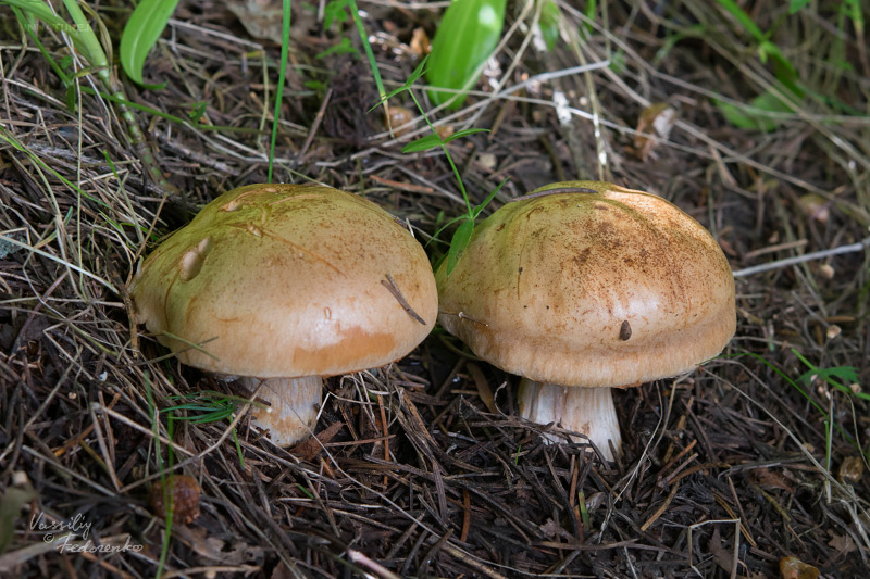 cortinarius-13.jpg