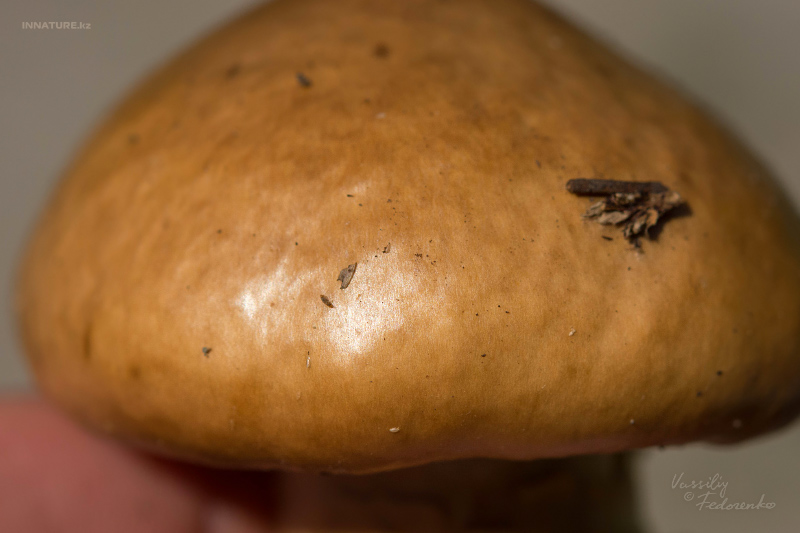 cortinarius-13_1.jpg