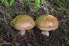 cortinarius-13_t1.jpg