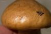 cortinarius-13_t1_1.jpg