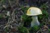 cortinarius-13_t1_2.jpg