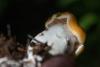 cortinarius-13_t1_5.jpg
