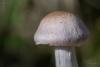cortinarius-13_t1_6.jpg