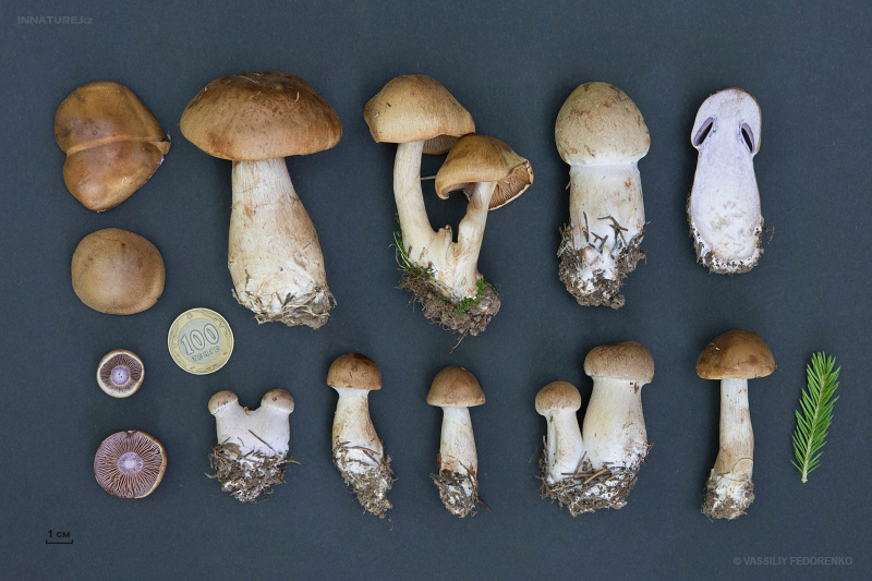 cortinarius-14_2.jpg