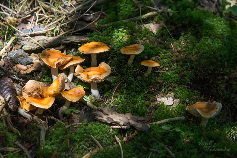 cortinarius-14_5.jpg