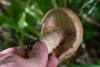 cortinarius-14_t1.jpg