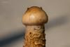 cortinarius-14_t1_1.jpg