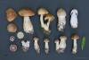 cortinarius-14_t1_2.jpg