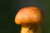 cortinarius-14_t1_4.jpg