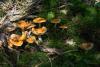 cortinarius-14_t1_5.jpg